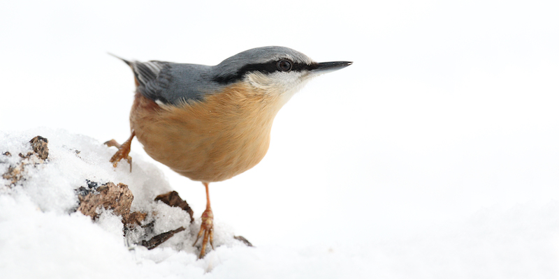 NABU: Weniger Wintergäste am Futterhäuschen